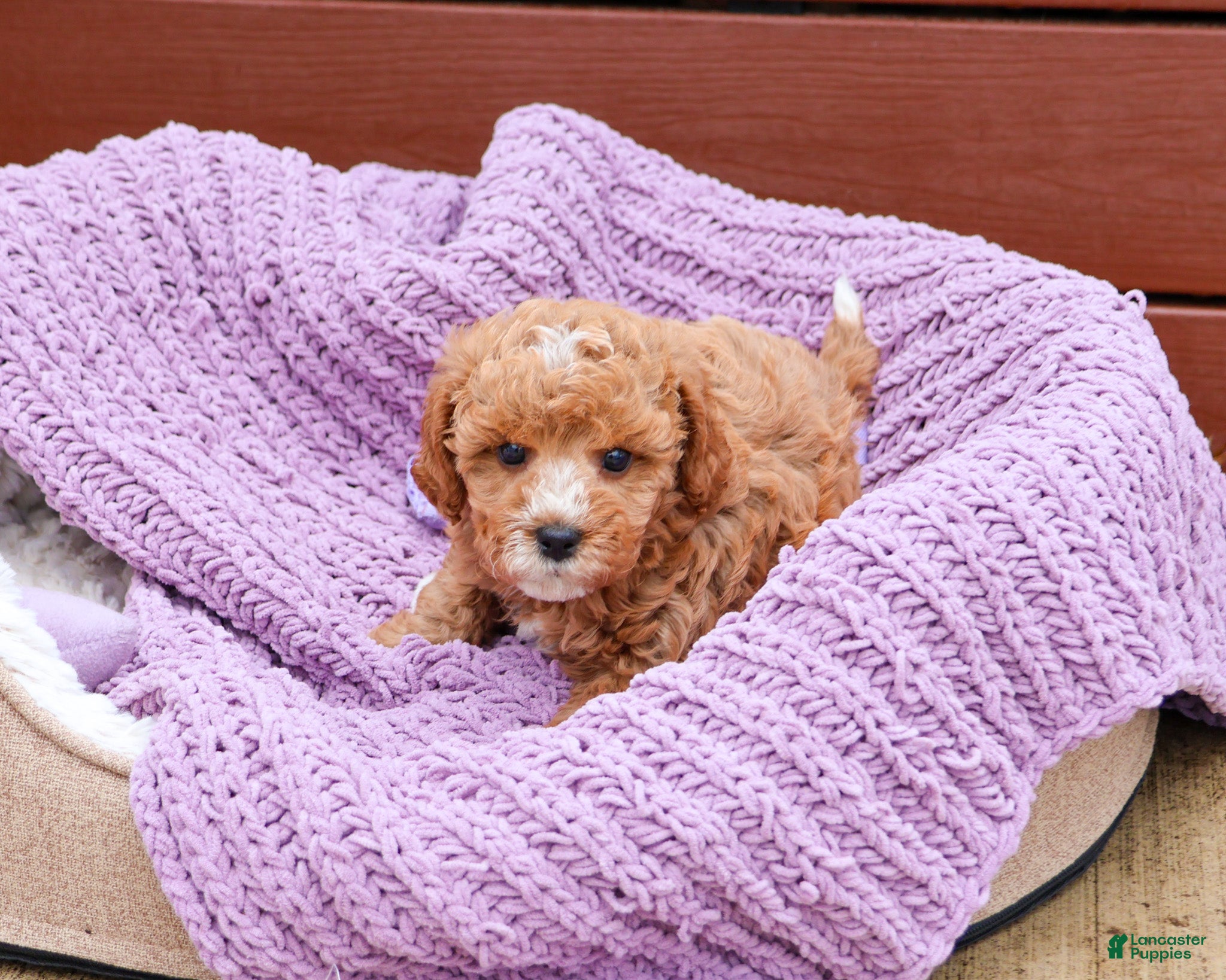 Cavapoo dogs Cici - Ad 33
