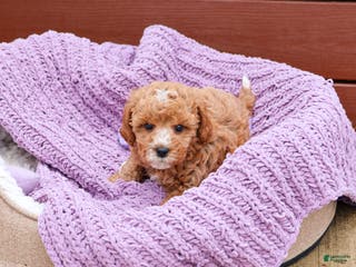 Cavapoo dogs Cici - Ad 42