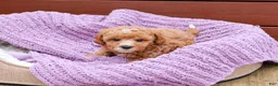 Cavapoo dogs for sale: Cici - Ad 14