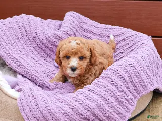 Cavapoo dogs Cici - Ad 17