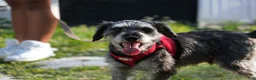 Miniature Schnauzer dogs for sale: Yoshi - Ad 7