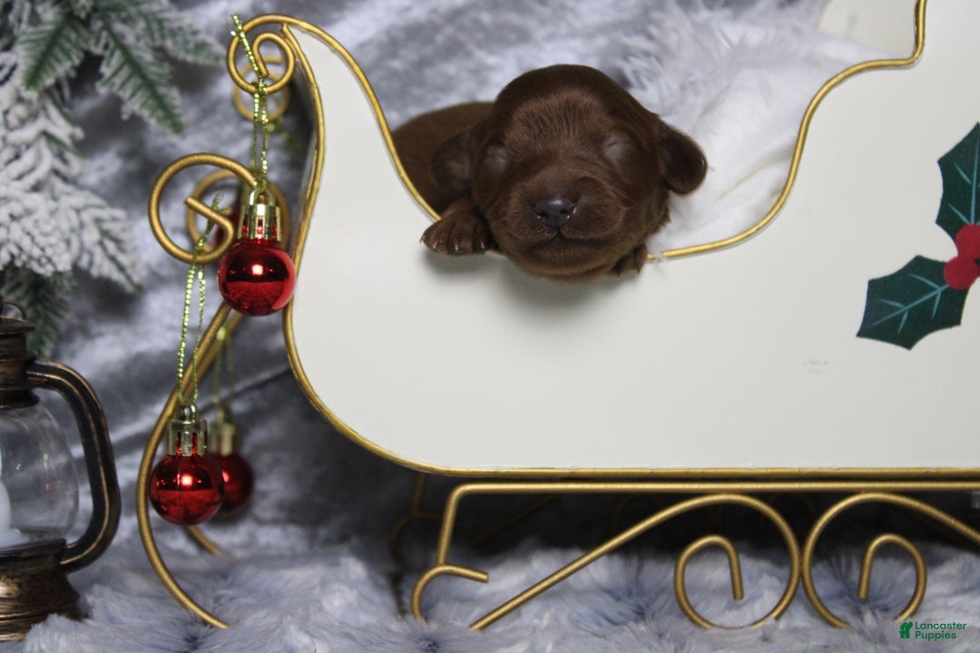 Cavapoo dogs for sale: Cinnamon  - Ad 1