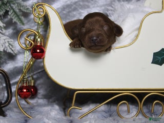 Cavapoo dogs Cinnamon - Ad 2