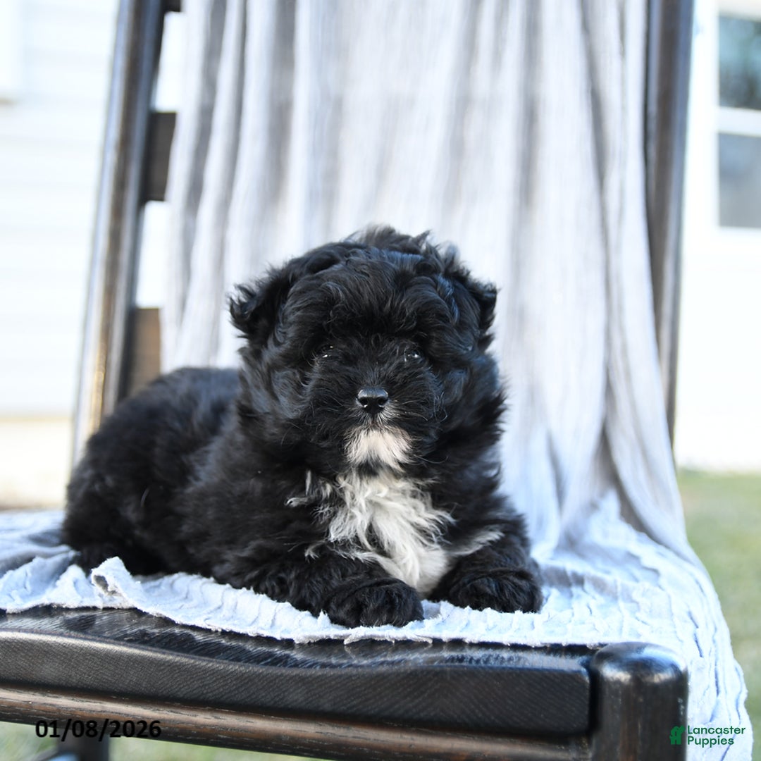 Pomapoo dogs for sale: Star - Ad 3