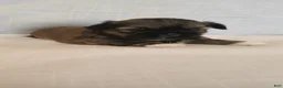 Shih Tzu dogs for sale: Gizmo - Ad 4