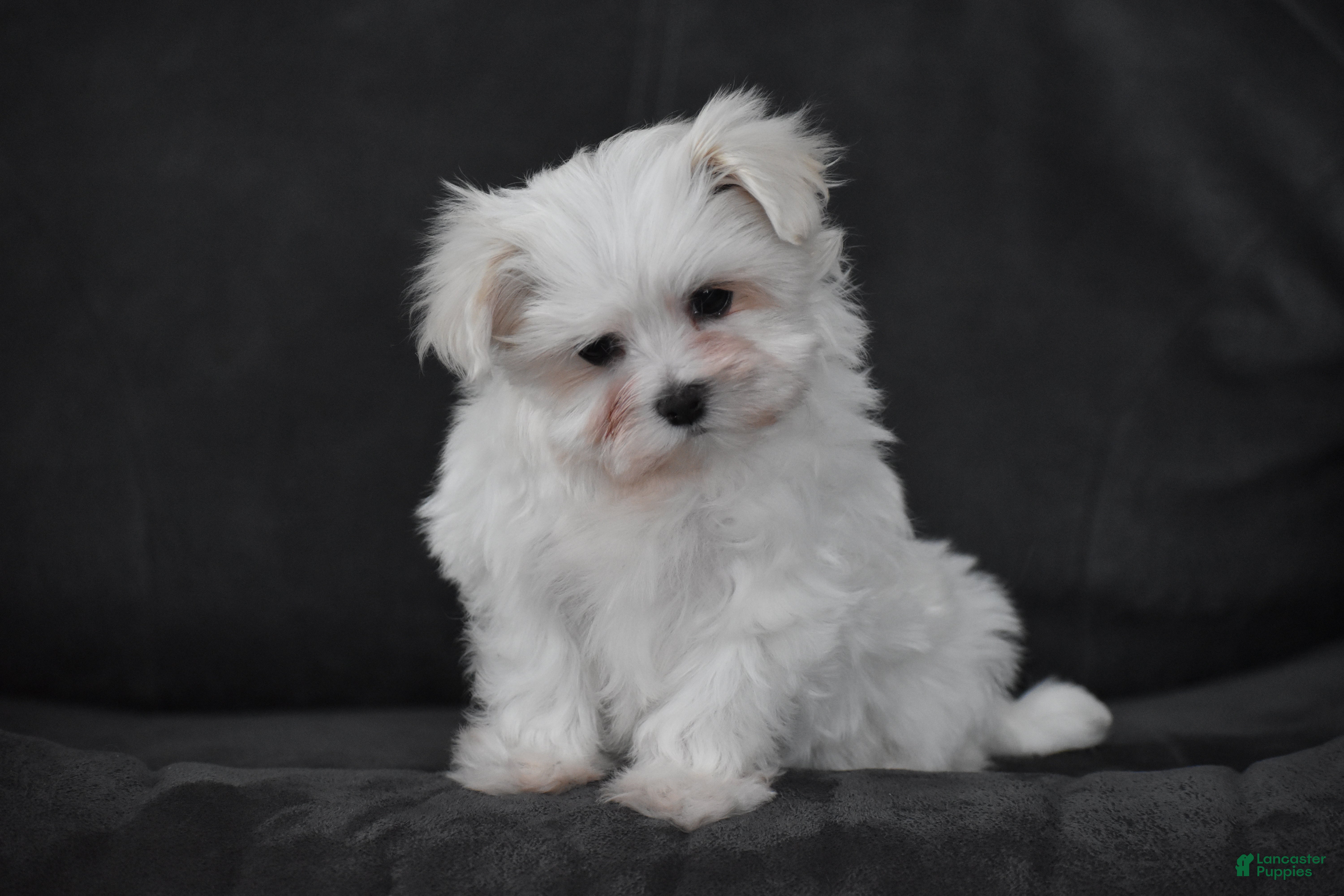 Maltese dogs Macy - Ad 14