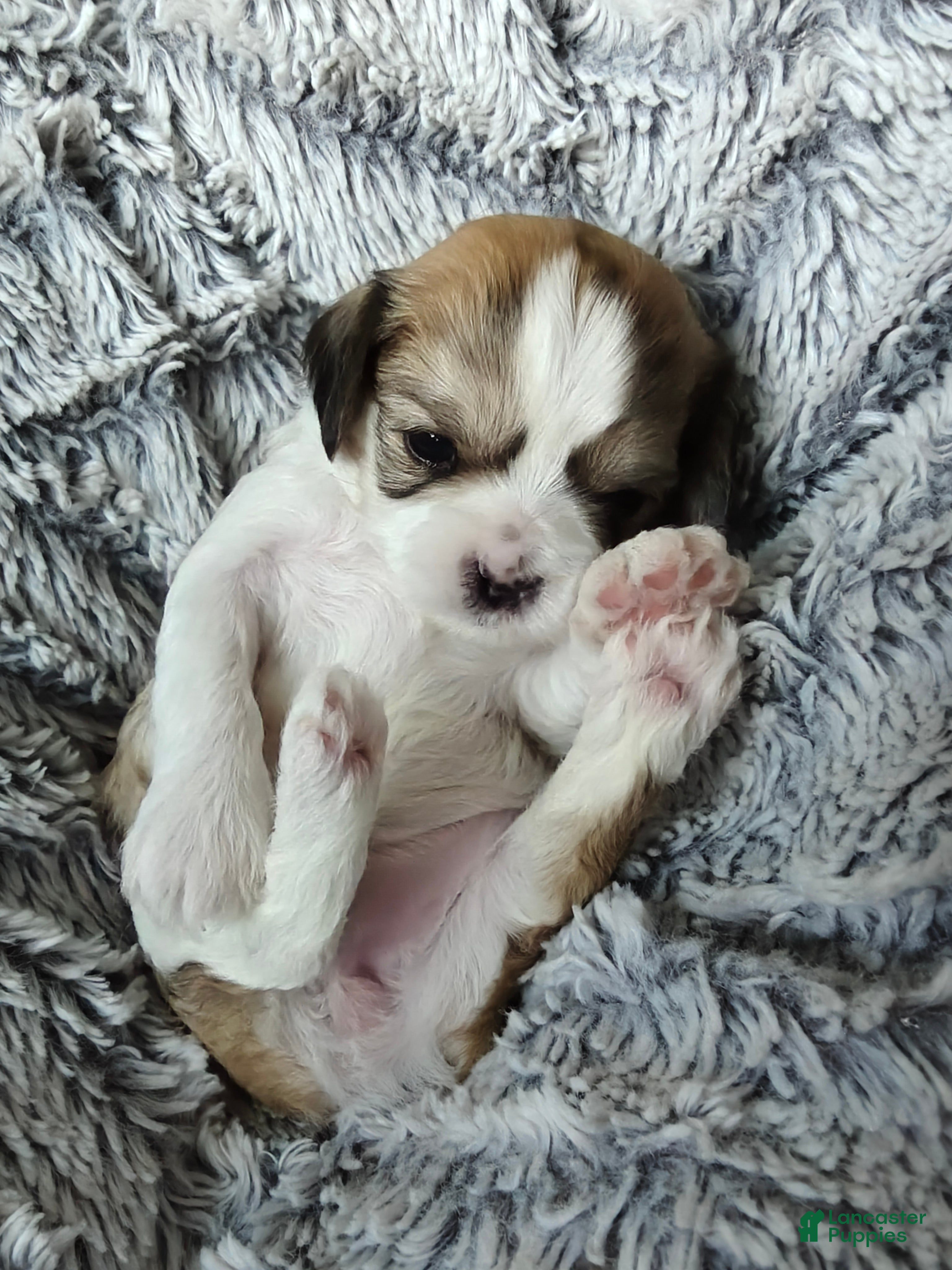 Mixed Breed dogs for sale: Biscotti - Ad 1