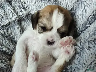 Mixed Breed dogs Biscotti - Ad 38