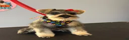 Miniature Schnauzer dogs for sale: Miniature Schnauzer 1 - Ad 6