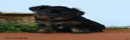 Yorkshire Terrier dogs for sale: Kayden - Ad 3