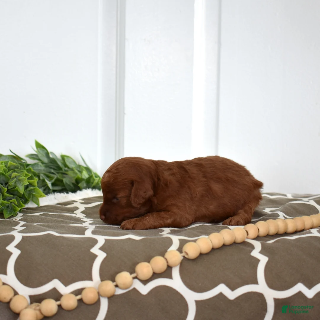 Toy Poodle dogs for sale: Clover  - Ad 3