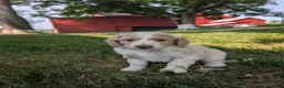 Goldendoodle dogs for sale: Chloe  - Ad 3