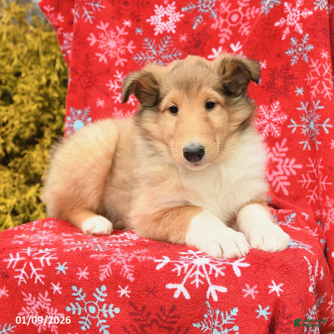 Collie dogs for sale: Izzy - Ad 2