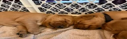 Golden Retriever dogs for sale: Red Girl  - Ad 5
