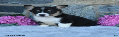 Vander