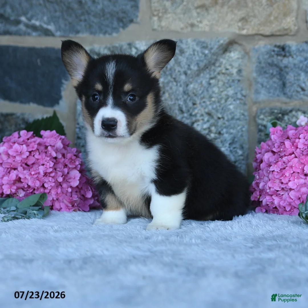 Welsh Corgi Pembroke dogs for sale: Vander - Ad 1