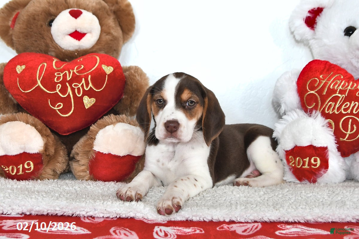 Beagle dogs Piper - Ad 2