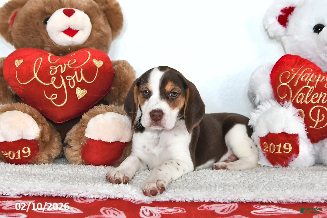 Beagle dogs for sale: Piper - Ad 2