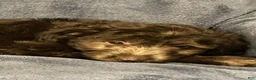Mixed Breed dogs for sale: Hazel - Ad 4