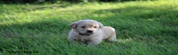 Golden Retriever dogs for sale: Ollie - Ad 3