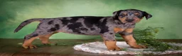 Mixed Breed dogs for sale: Montana - Ad 3