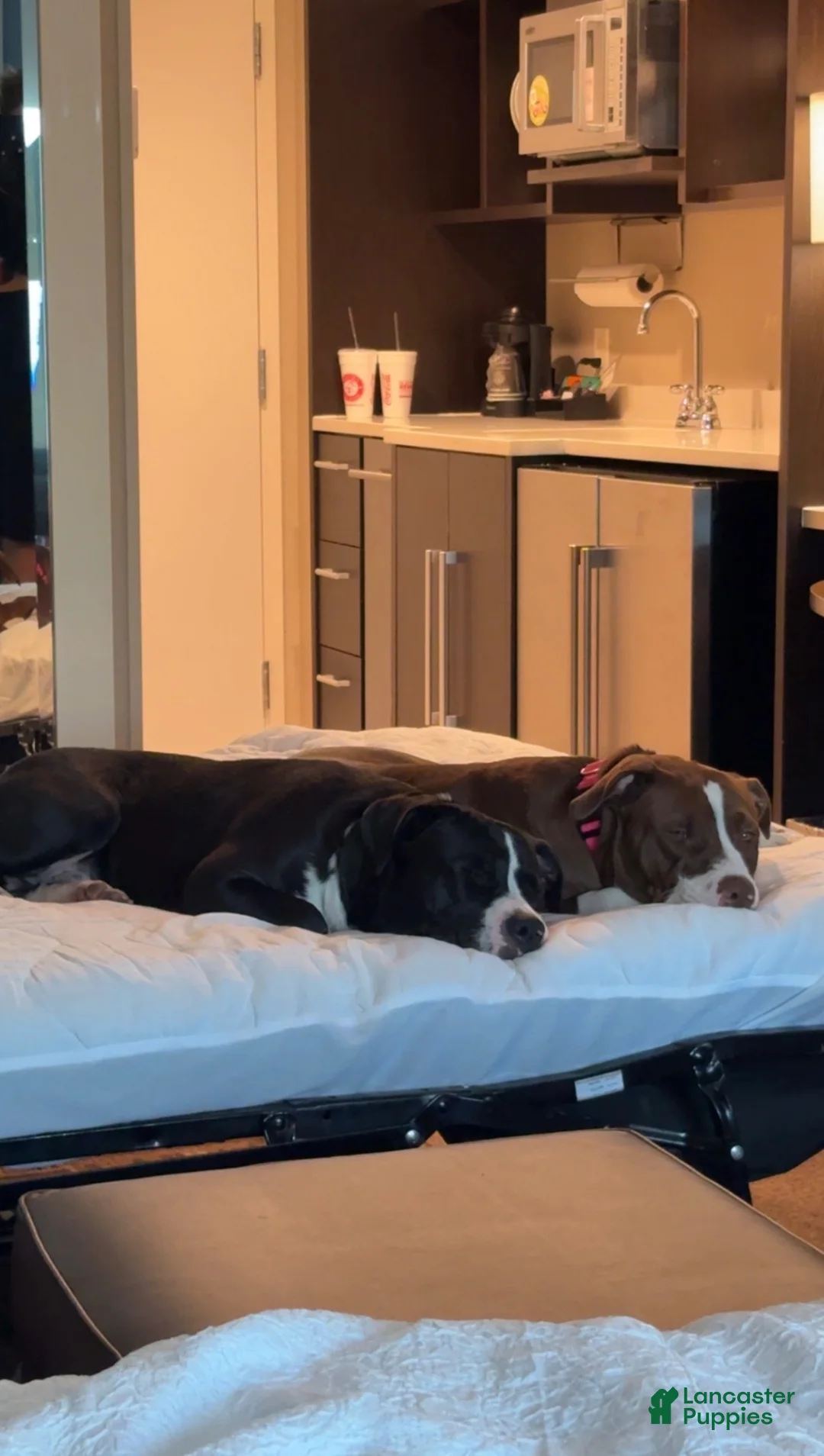 American Pit Bull Terrier dogs for sale: American Pit Bull Terrier 1 - Ad 4