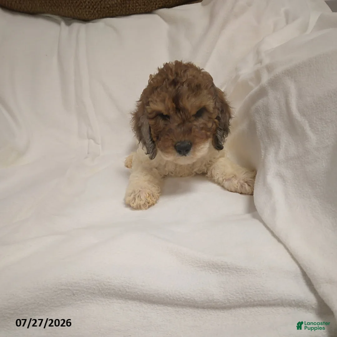 Miniature Poodle dogs for sale: Mason - Ad 2