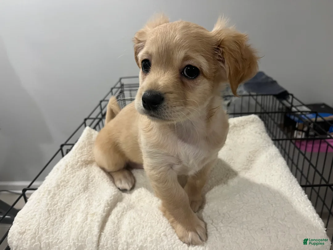Maltipoo dogs for sale: Lilly - Ad 2