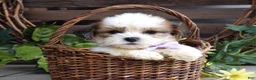 Teddy Bear dogs for sale: Lily - Ad 3