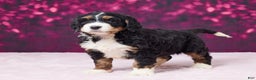 Bernedoodle dogs for sale: Gina - Ad 5