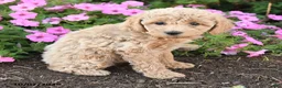Mini Goldendoodle dogs for sale: Pip  - Ad 4