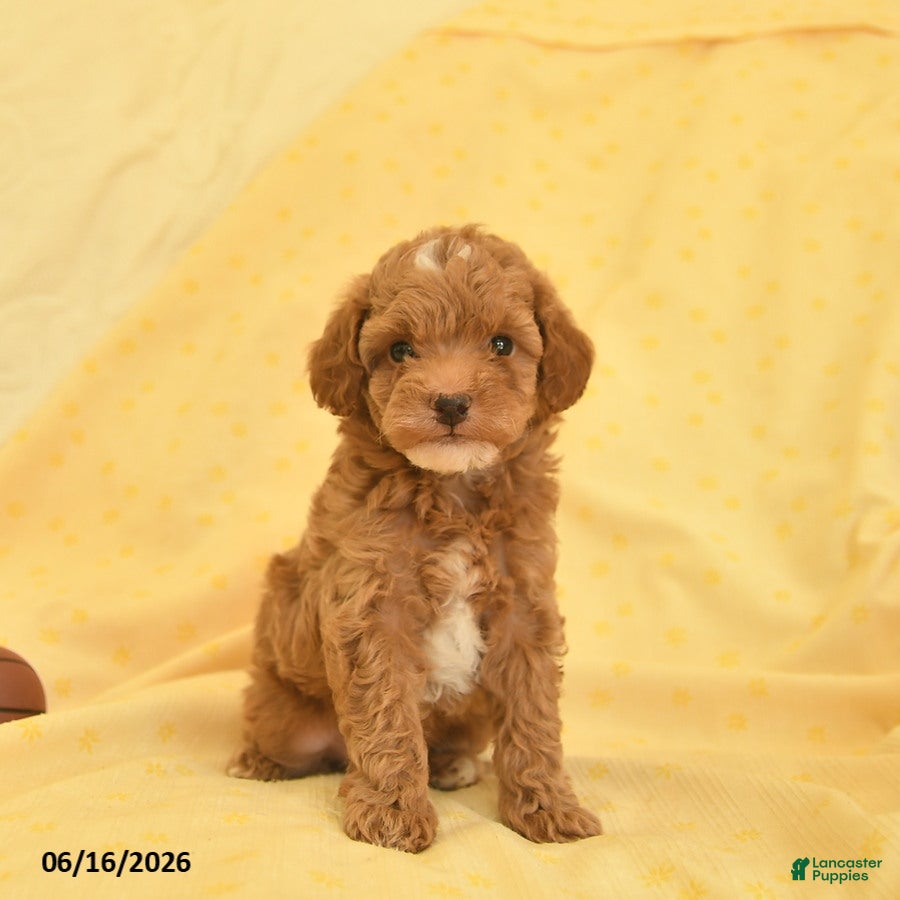 Toy Poodle dogs Paddington - Ad 1