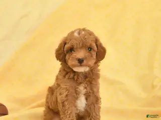 Toy Poodle dogs for sale: Paddington - Ad 3