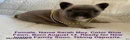 French Bulldog dogs for sale: Sarah May - Ad 2