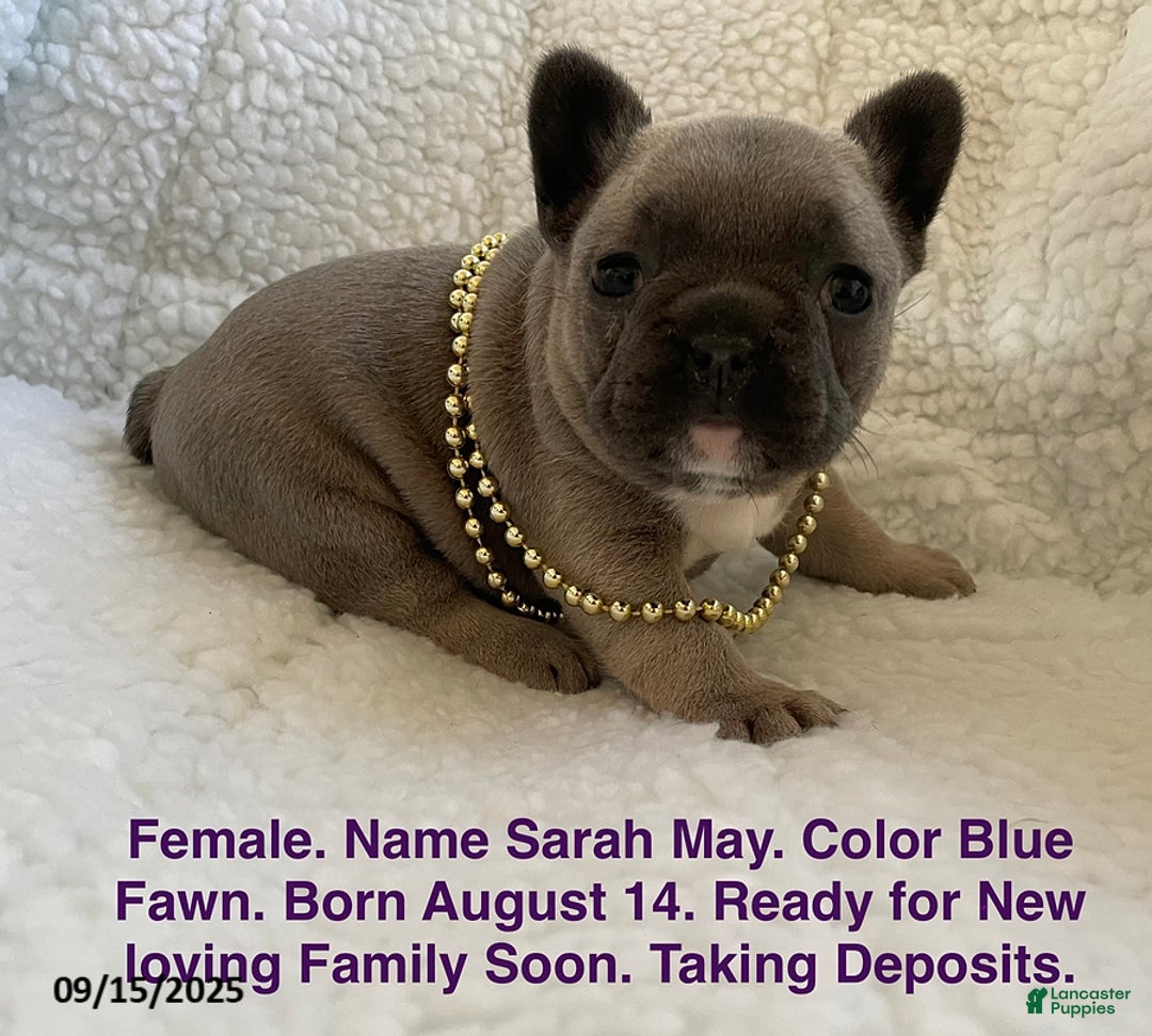 French Bulldog dogs for sale: Sarah May - Ad 2