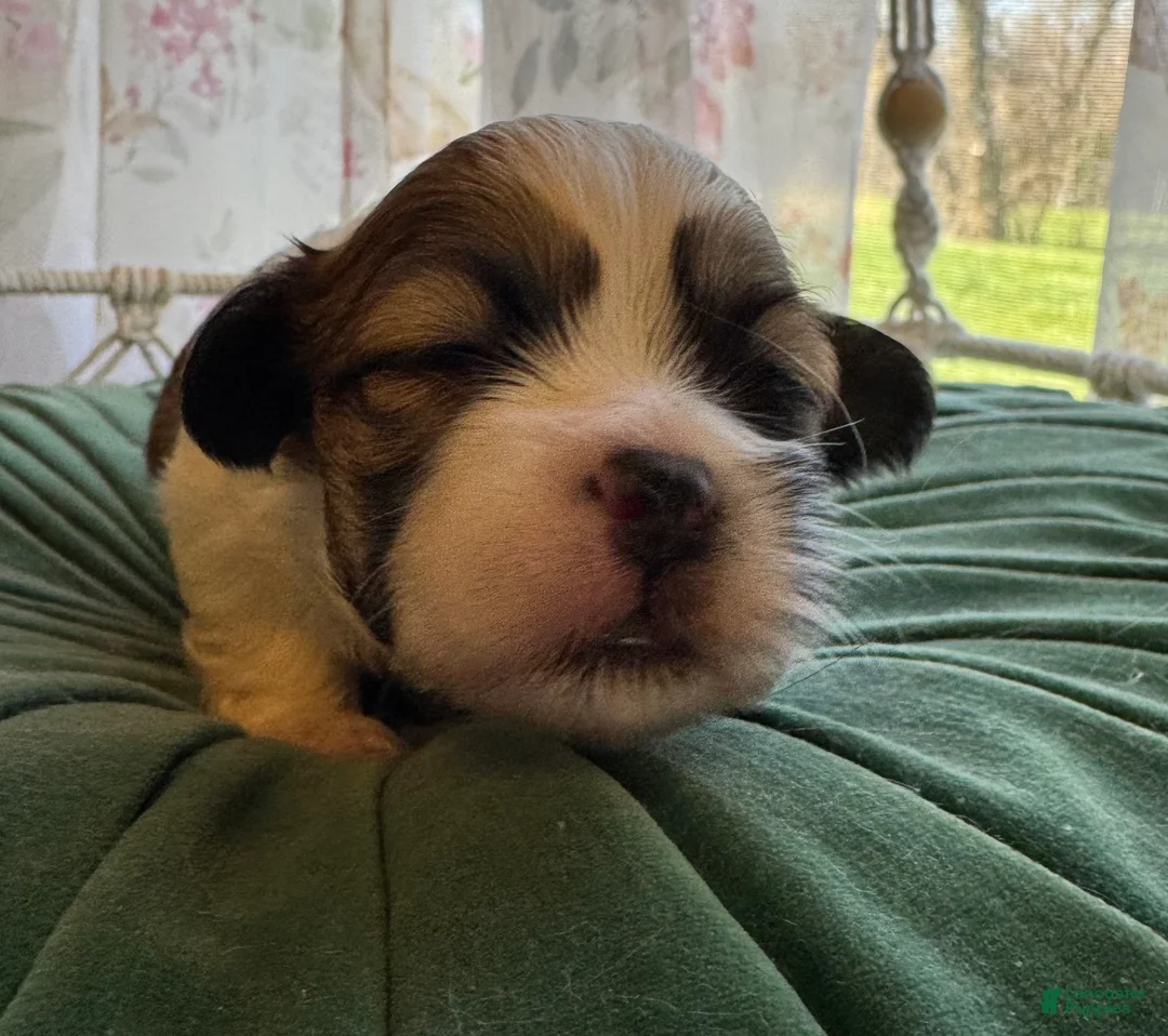 Mixed Breed dogs for sale: Cindy - Ad 2