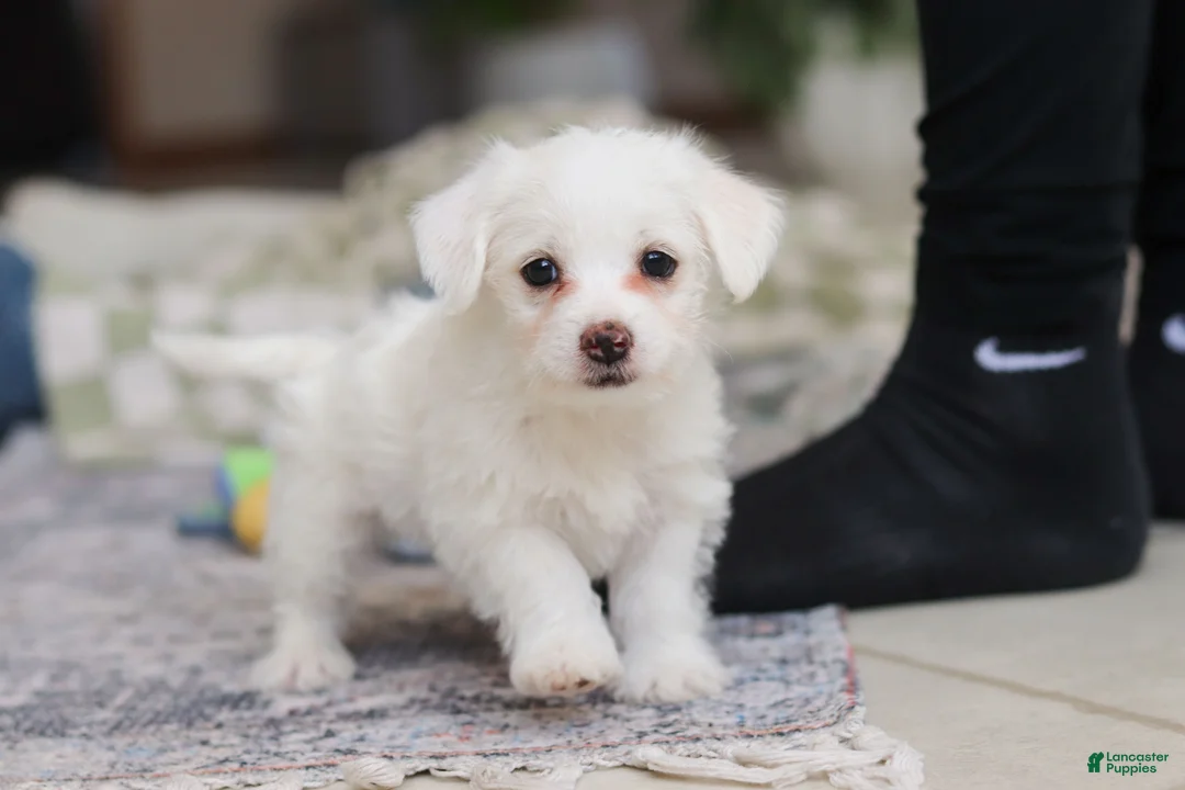 Morkie dogs for sale: Eddy - Ad 10