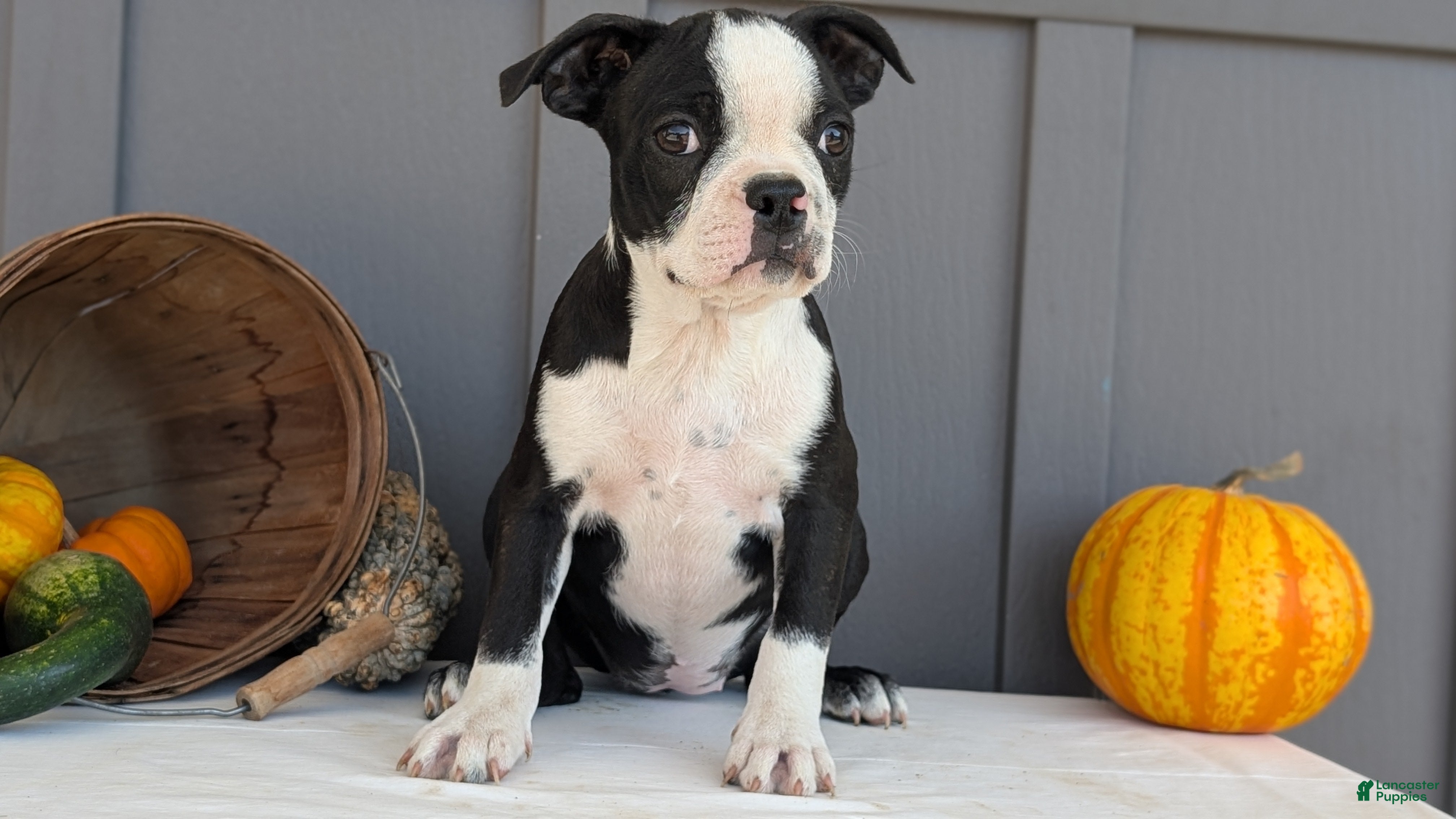 Boston Terrier dogs for sale: Trixie - Ad 2