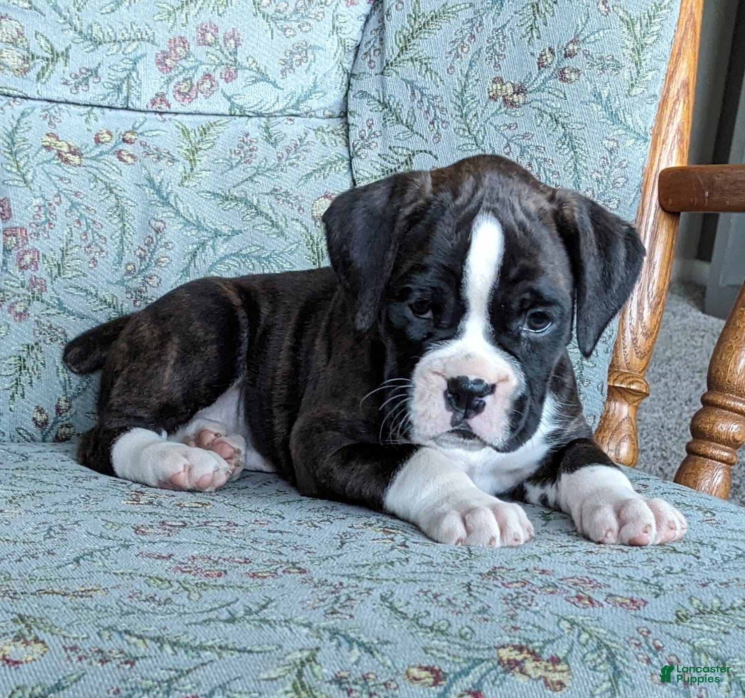 Lucy (Boxer, Female) in Reinholds, PA