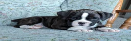 Boxer dogs for sale: Lucy - Ad 1
