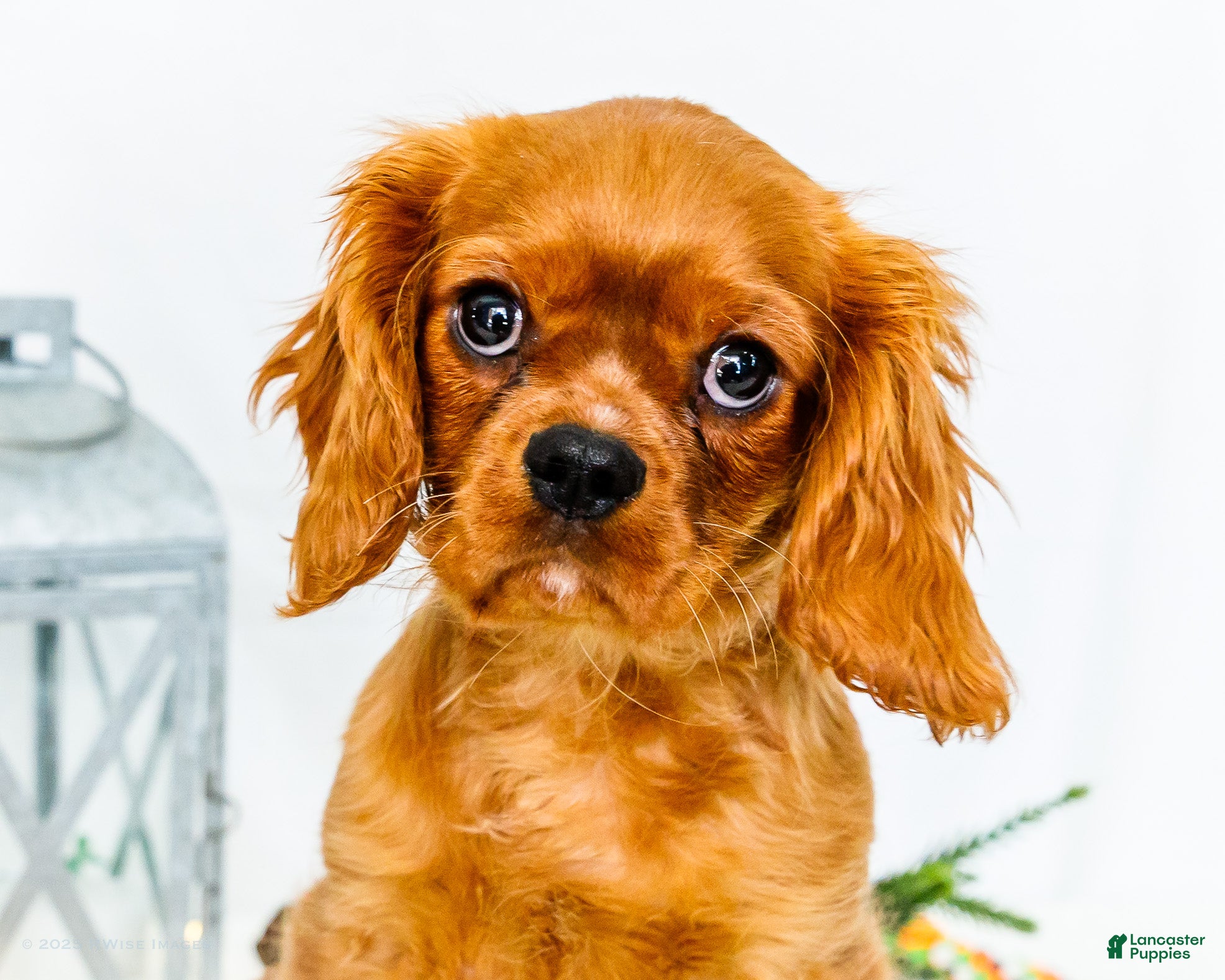 Cavalier King Charles Spaniel dogs Gingersnap - Ad 2