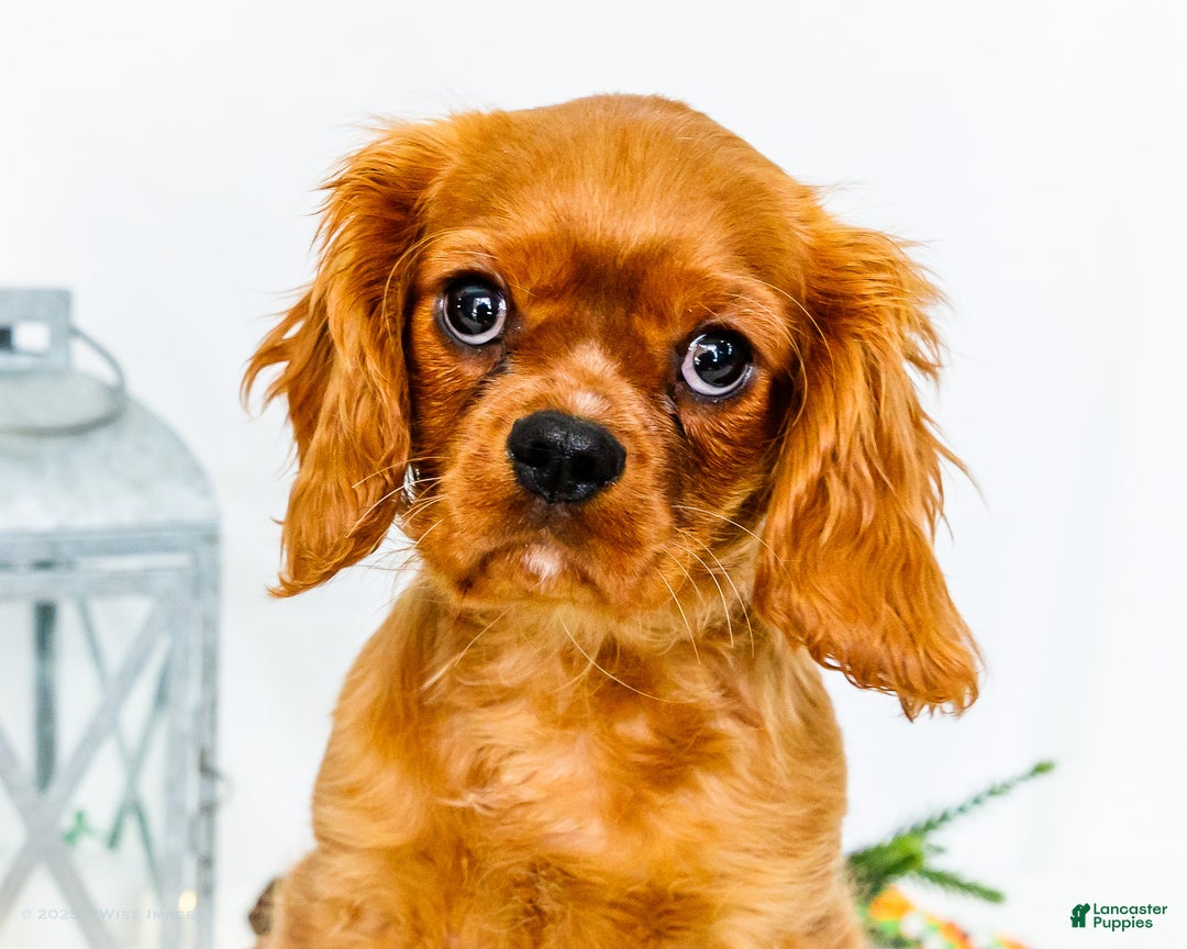 Cavalier King Charles Spaniel dogs for sale: Gingersnap - Ad 2