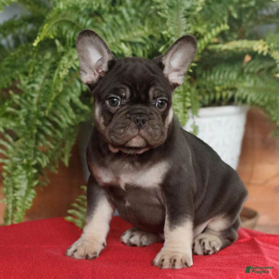 French Bulldog dogs for sale: Max  - Ad 2