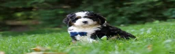 Mini Bernedoodle dogs for sale: Graham - Ad 5