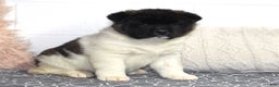 Akita dogs for sale: Dolley - Ad 9