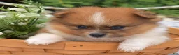 Pomeranian dogs for sale: Rubble  - Ad 5