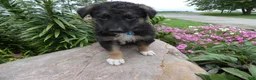 German Shepherd dogs for sale: German Shepherd Braxton 4 - Ad 3