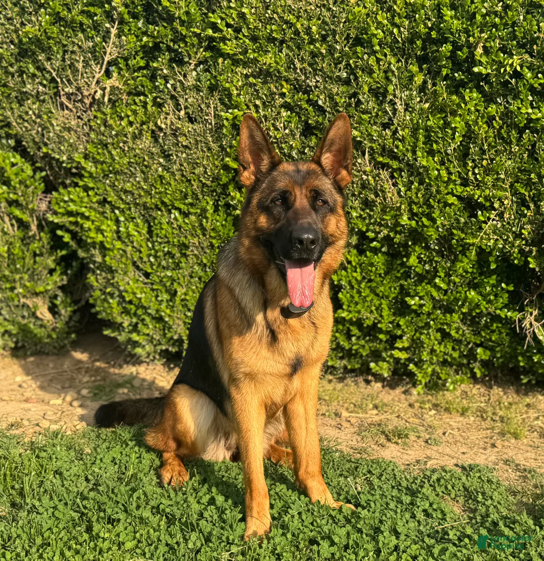 German Shepherd dogs for sale: German Shepherd Puppy 1 - Ad 15