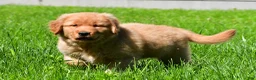 Golden Retriever dogs for sale: Axel - Ad 6