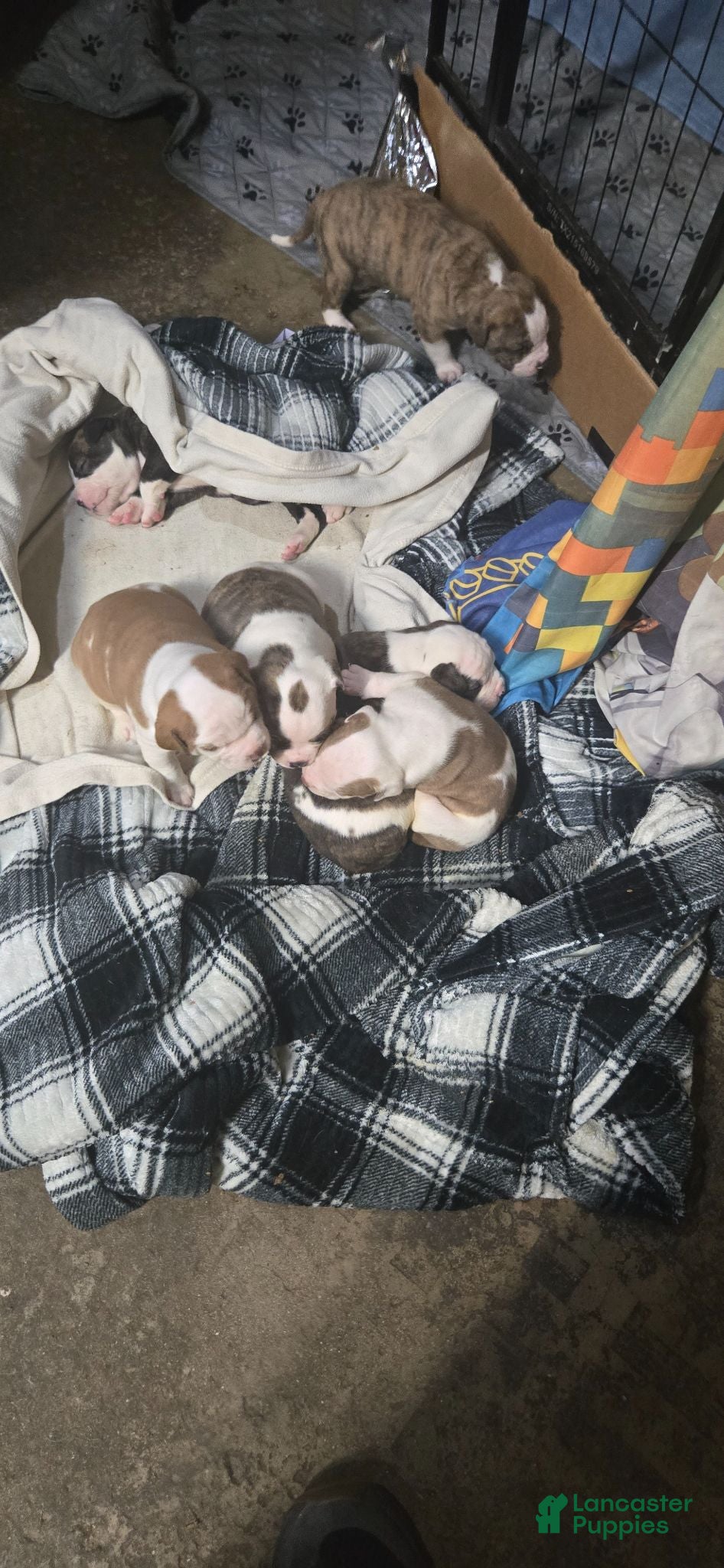 American Bulldog dogs for sale: American Bulldog 1 - Ad 1